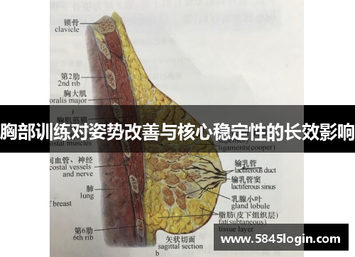 胸部训练对姿势改善与核心稳定性的长效影响